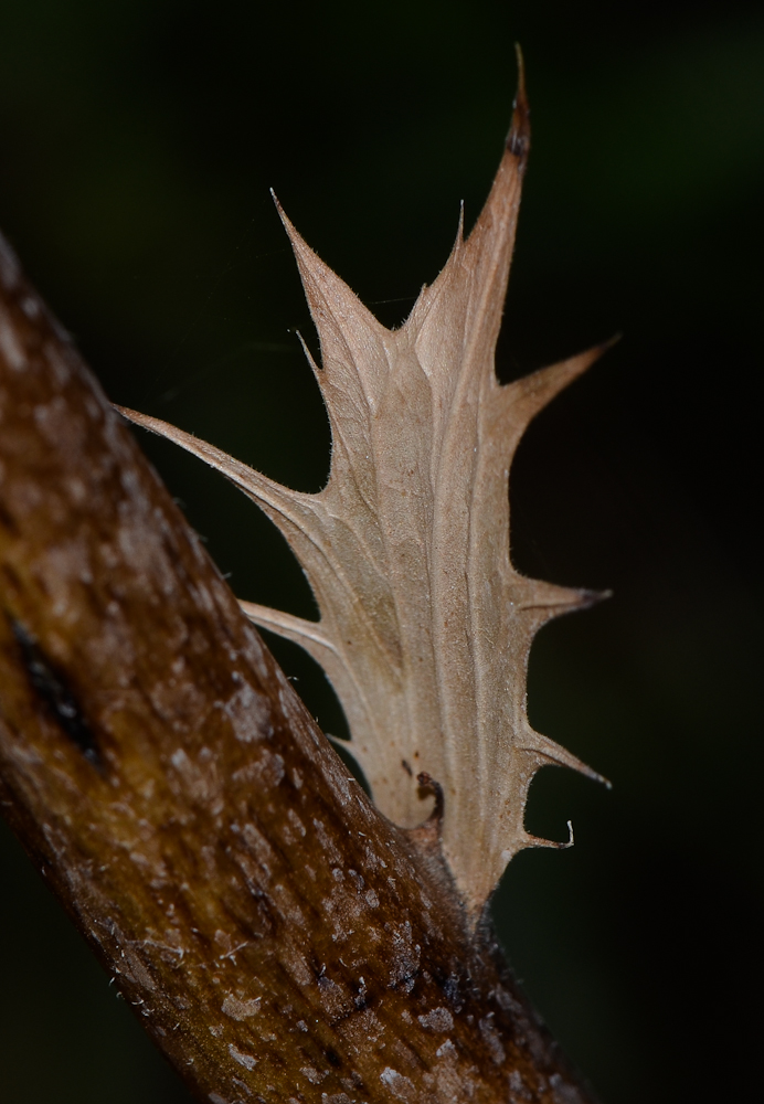 Image of Acanthus mollis specimen.