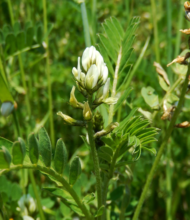 Image of Astragalus hamosus specimen.