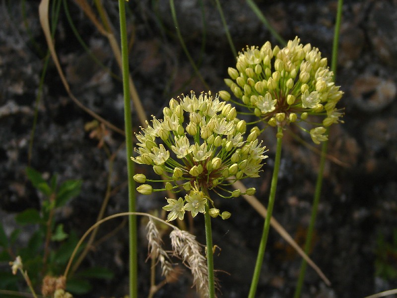 Image of Allium eriocoleum specimen.