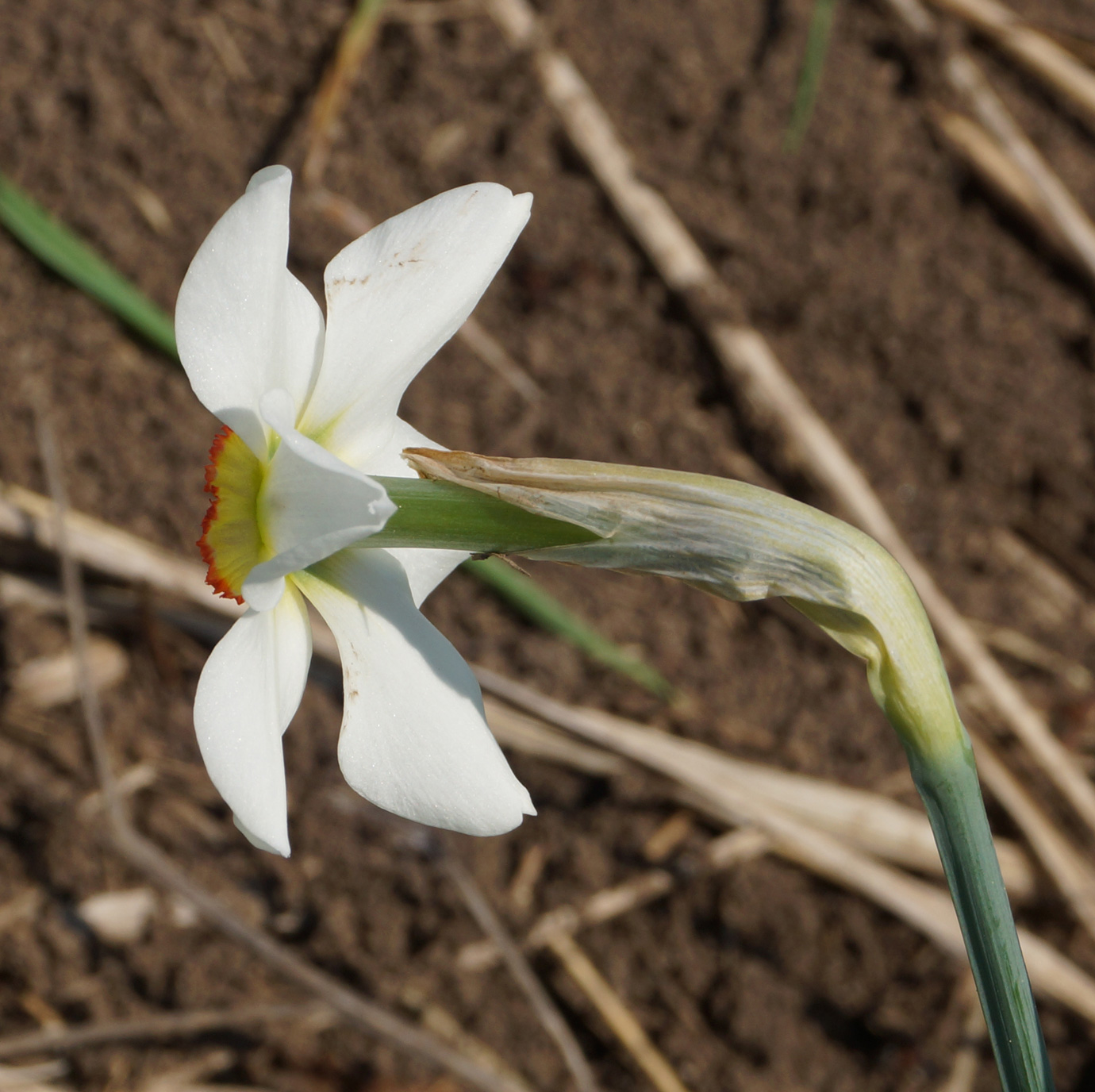 Image of Narcissus poeticus specimen.