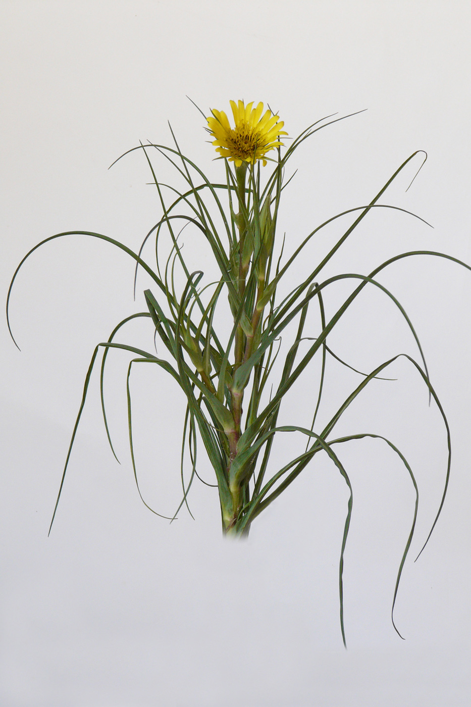 Image of genus Tragopogon specimen.