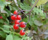 Solanum kitagawae. Соплодие. Якутия (Саха), г. Якутск, сквер. 15.08.2012.