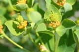 Euphorbia macrorhiza. Частные соцветия - циатии (букетики) с завязавшимися плодами. Восточный Казахстан, г. Усть-Каменогорск, сопки на левом берегу р. Иртыш. 29.05.2008.