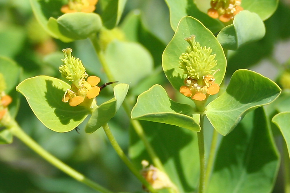 Image of Euphorbia macrorhiza specimen.