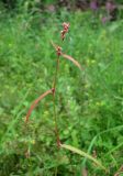 Persicaria minor