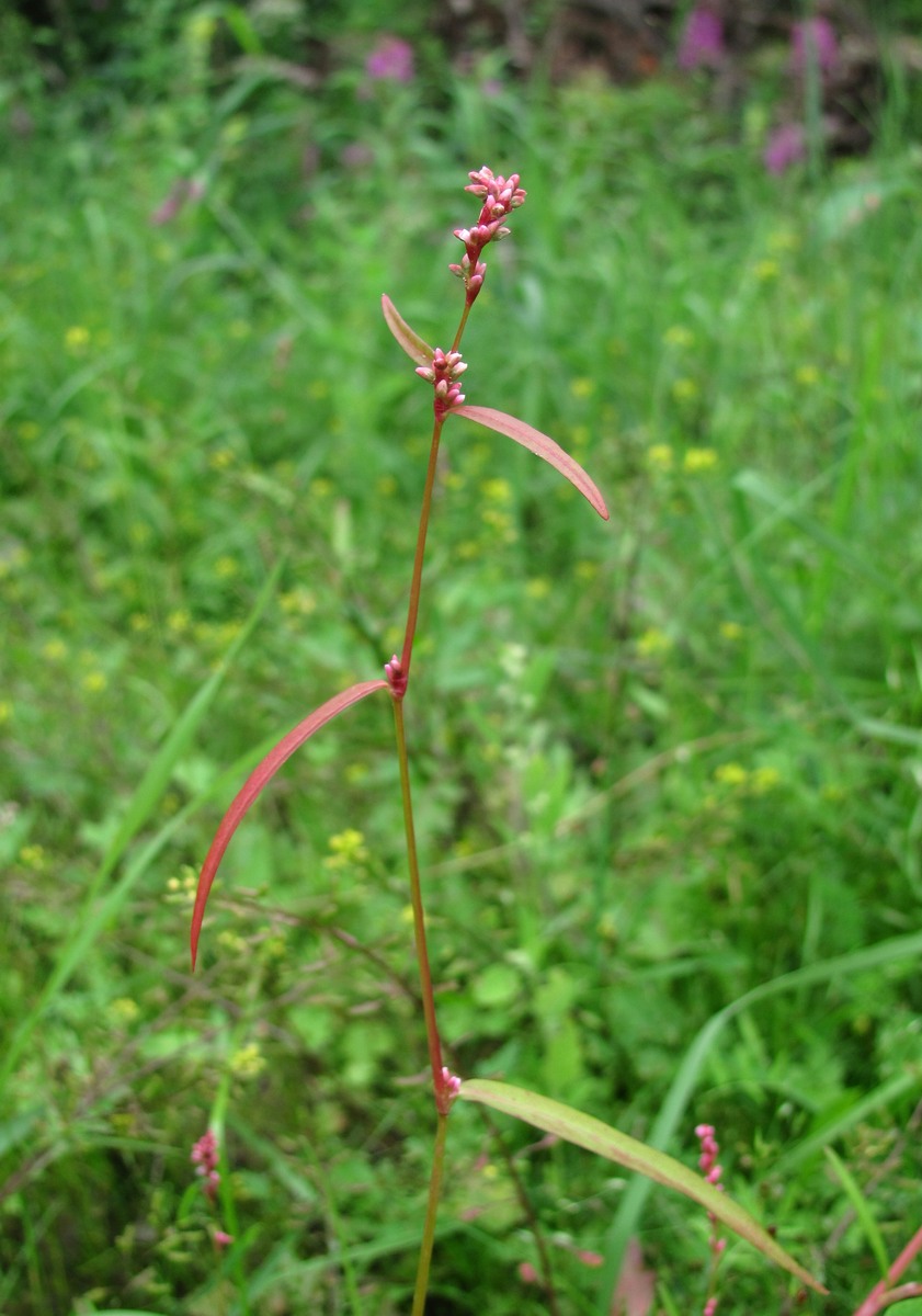 Image of Persicaria minor specimen.