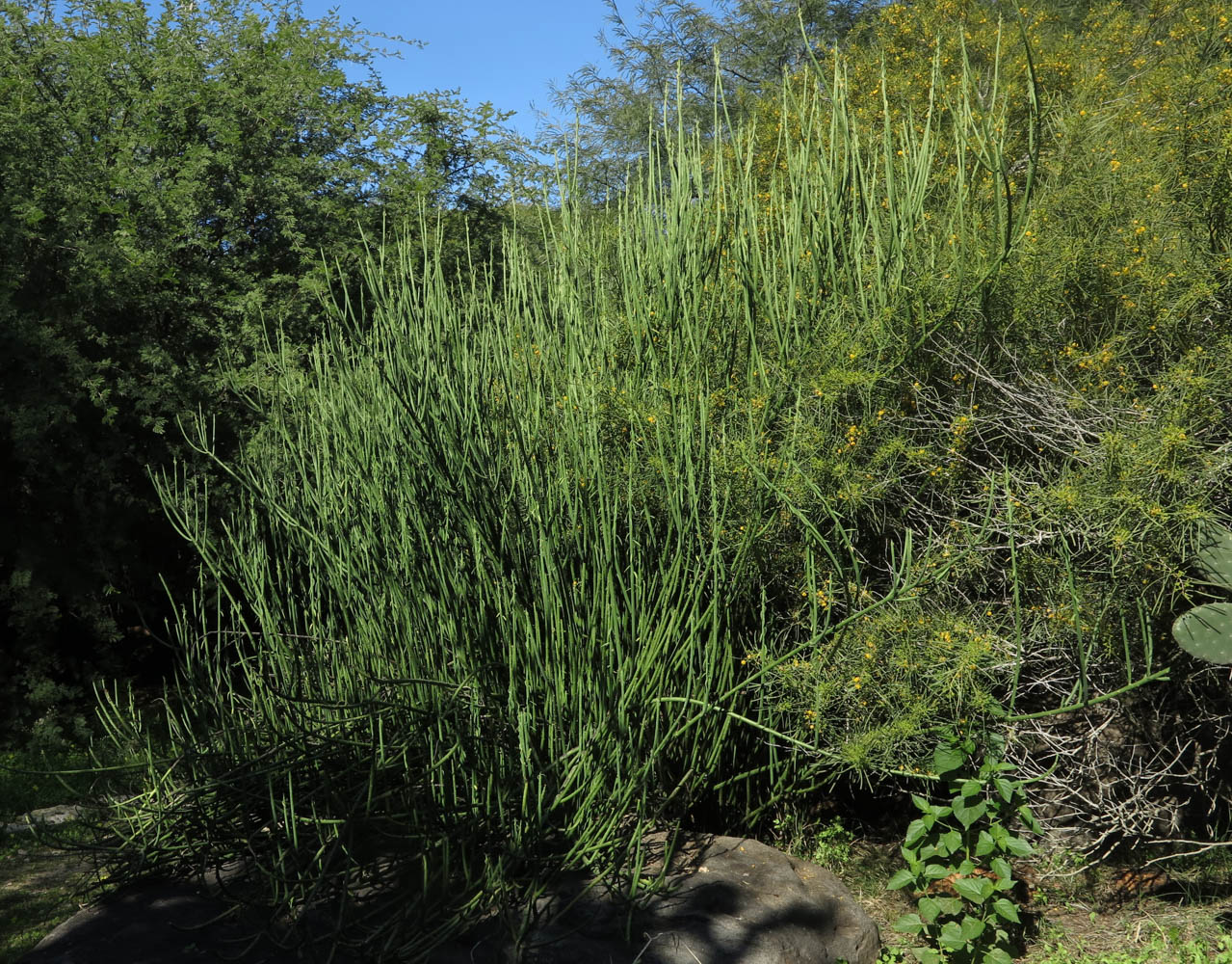 Изображение особи Euphorbia schimperi.