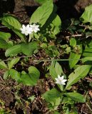 Trientalis europaea. Цветущие растения. Санкт-Петербург, Пискарёвский парк. 29.05.2009.