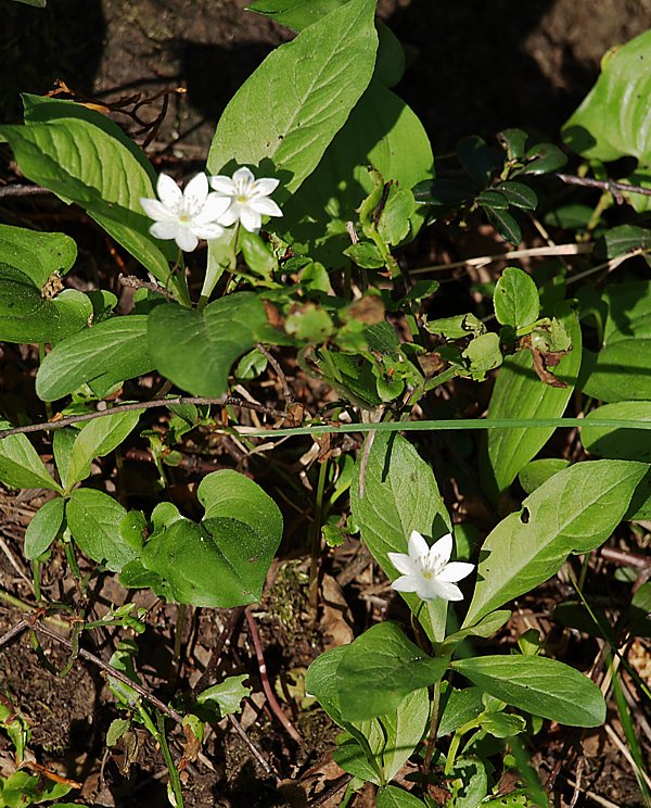 Изображение особи Trientalis europaea.