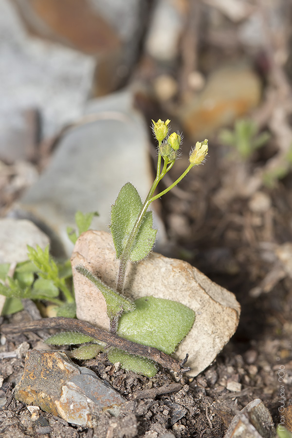 Image of Draba nemorosa specimen.