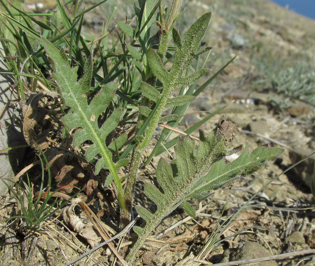 Изображение особи Klasea erucifolia.