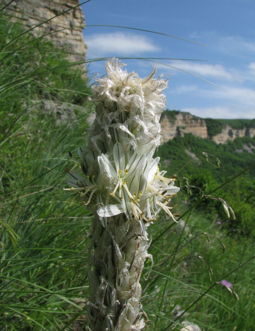 Изображение особи Asphodeline taurica.