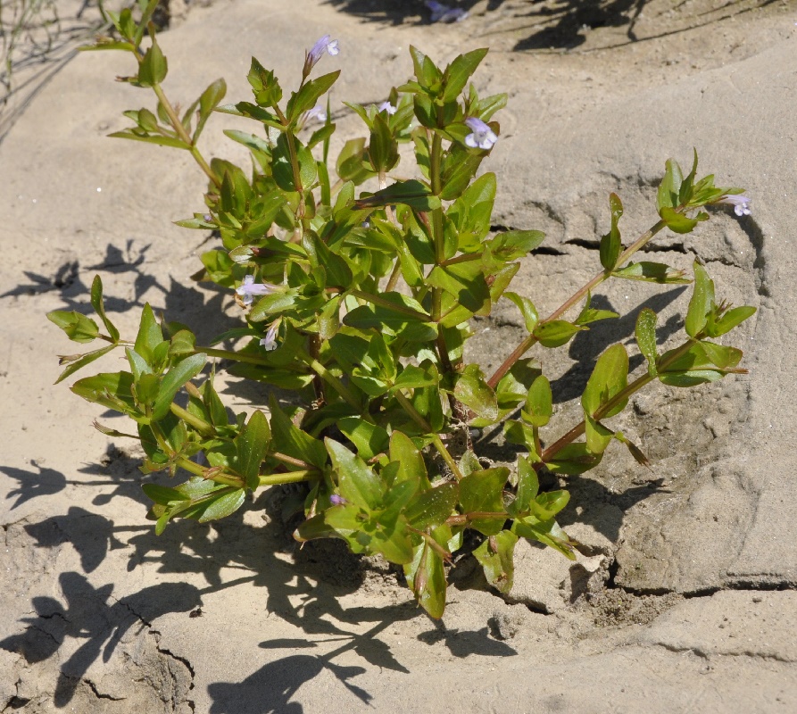 Image of Lindernia dubia specimen.