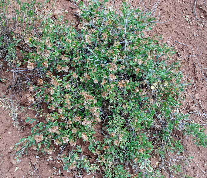 Image of Atraphaxis frutescens specimen.