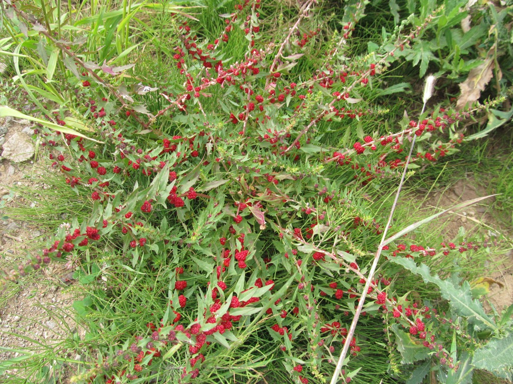 Image of Blitum virgatum specimen.