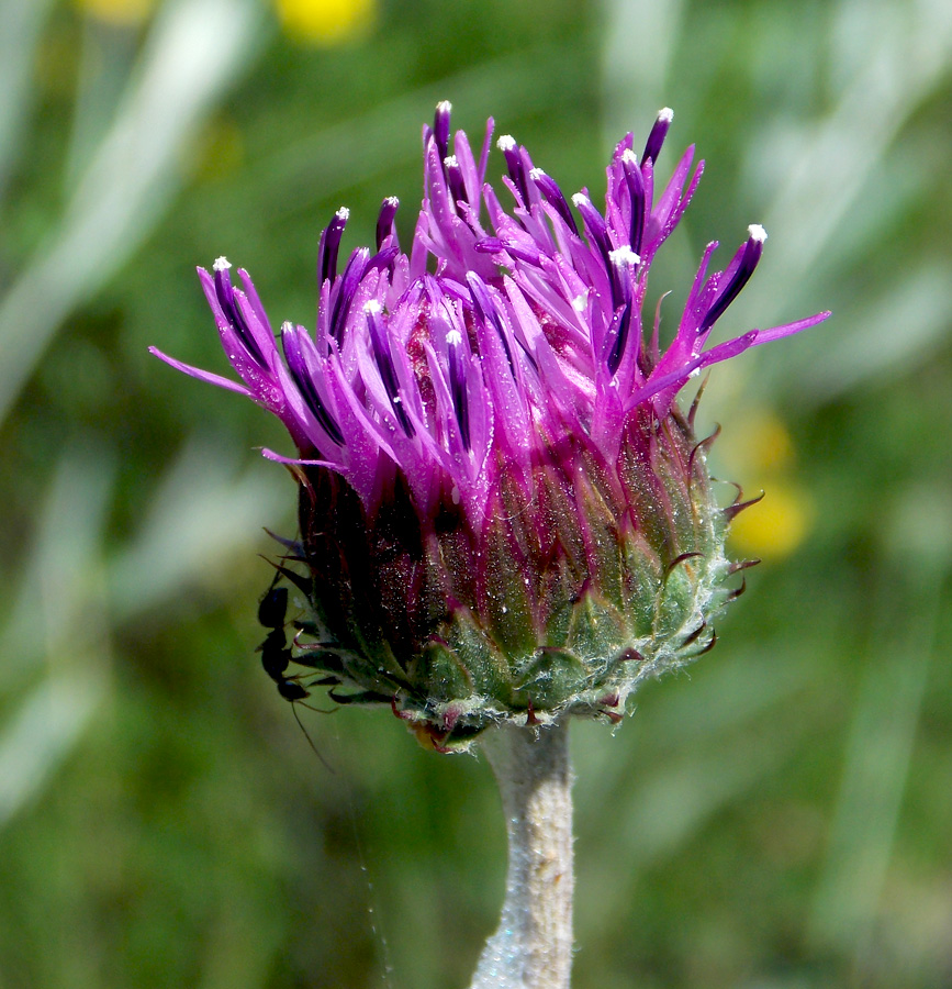 Image of Jurinea blanda specimen.