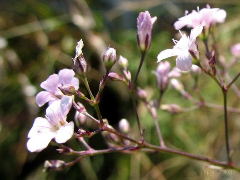 Изображение особи Gypsophila pacifica.