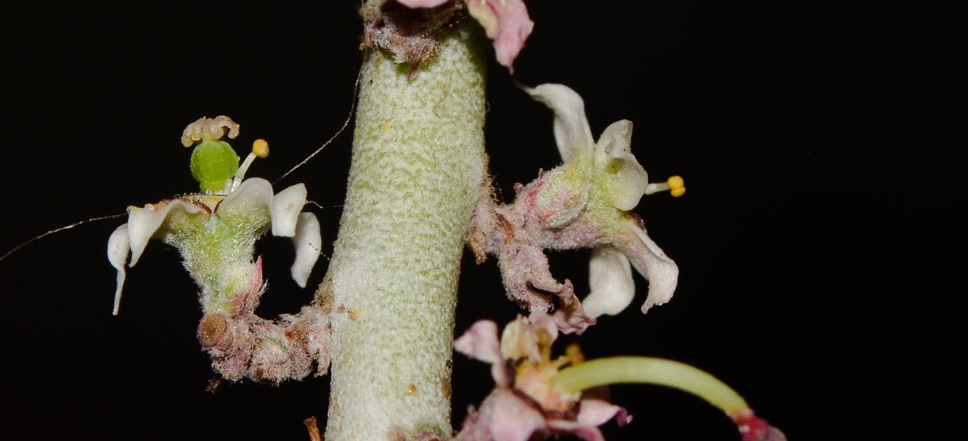 Image of Euphorbia antisyphilitica specimen.