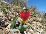 Tulipa berkariensis × T. greigii