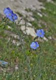 Linum austriacum