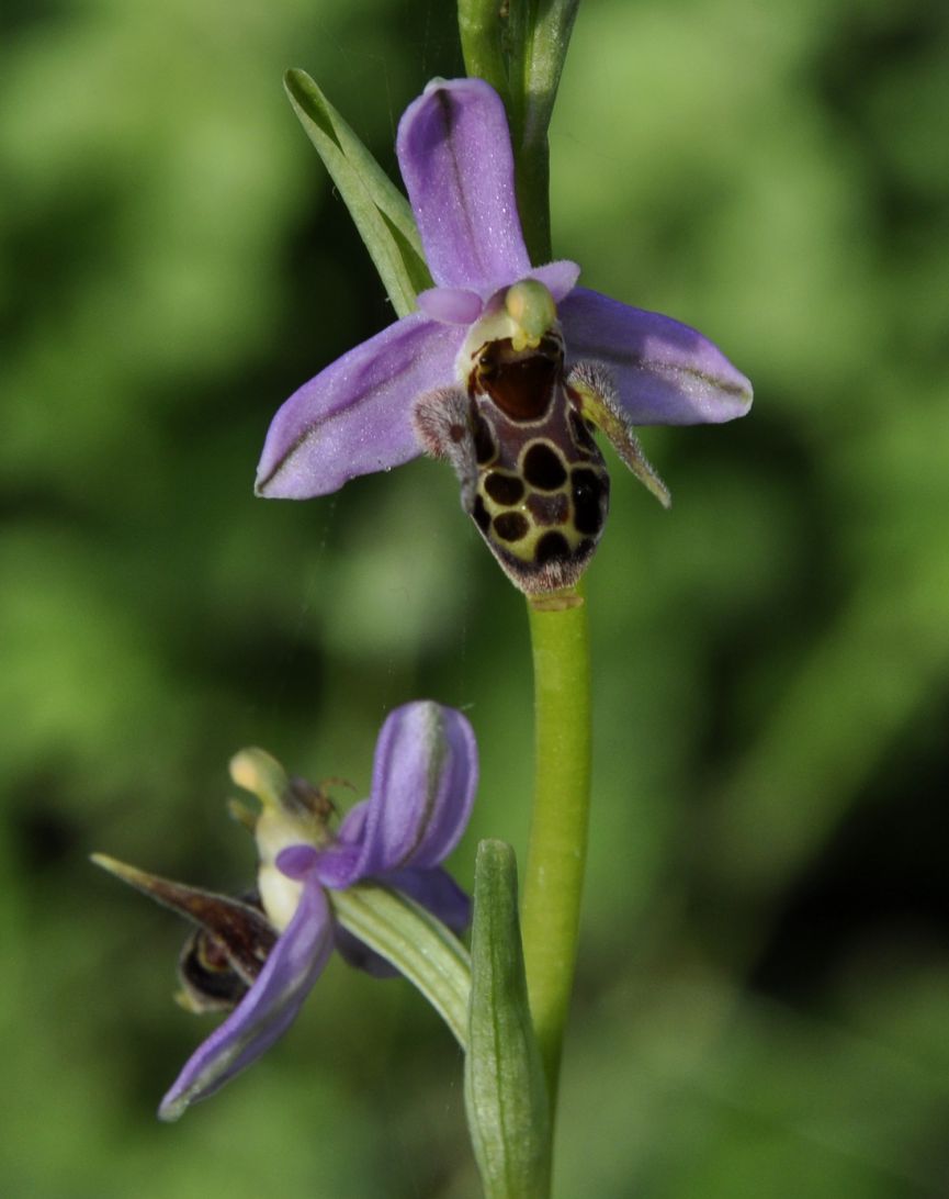 Image of Ophrys oestrifera specimen.