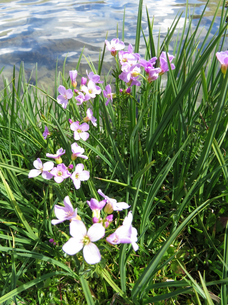 Изображение особи Cardamine dentata.