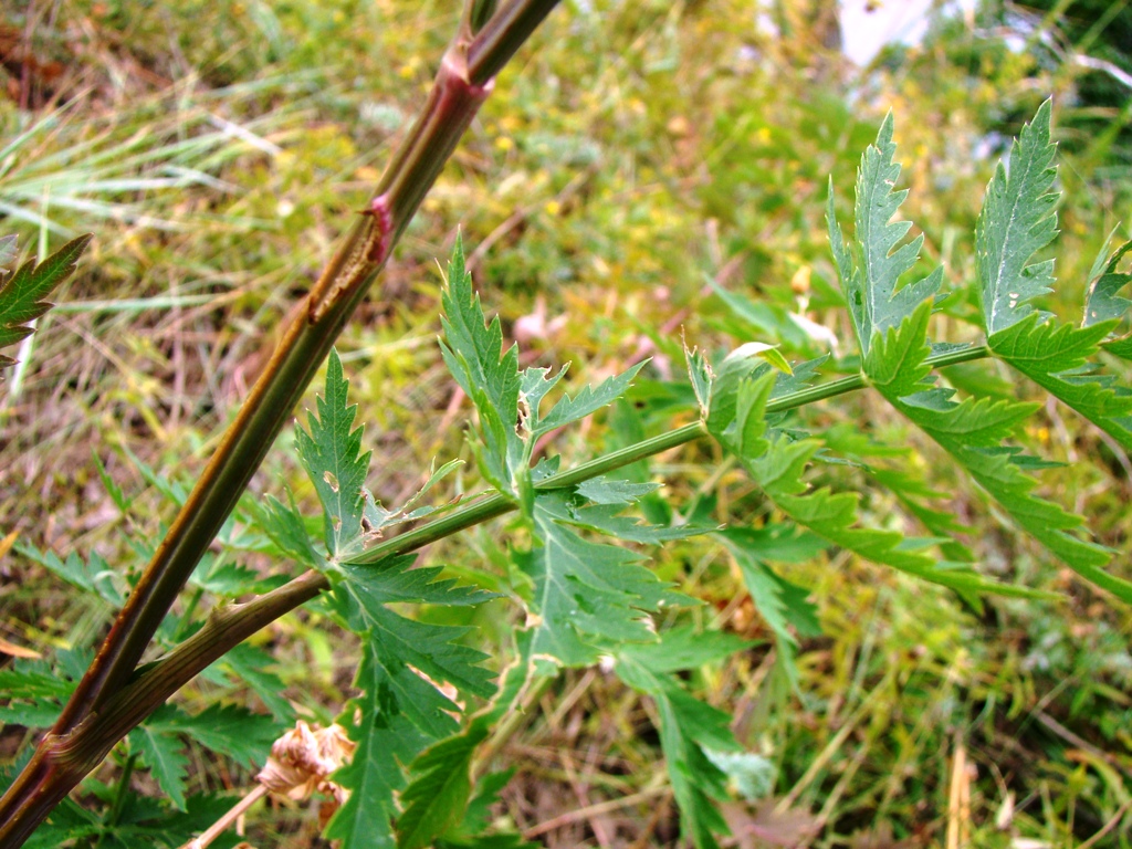 Image of Seseli libanotis specimen.