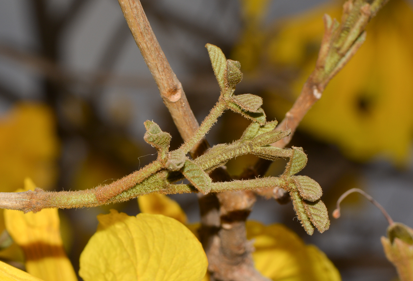 Image of Handroanthus chrysanthus specimen.