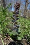 Ajuga orientalis