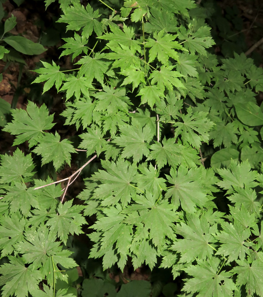 Image of Acer pseudosieboldianum specimen.