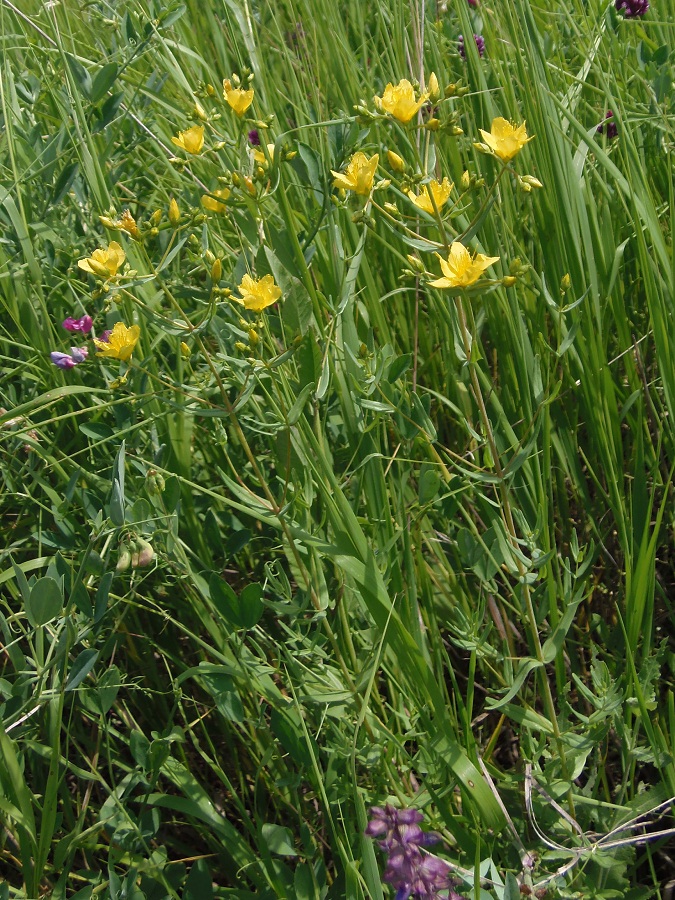 Image of Hypericum elegans specimen.