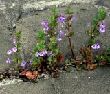 Glechoma hederacea. Цветущее растение в трещине плиточного покрытия. Московская обл., Раменский р-н, окр. дер. Хрипань, садовый участок. 25.05.2017.