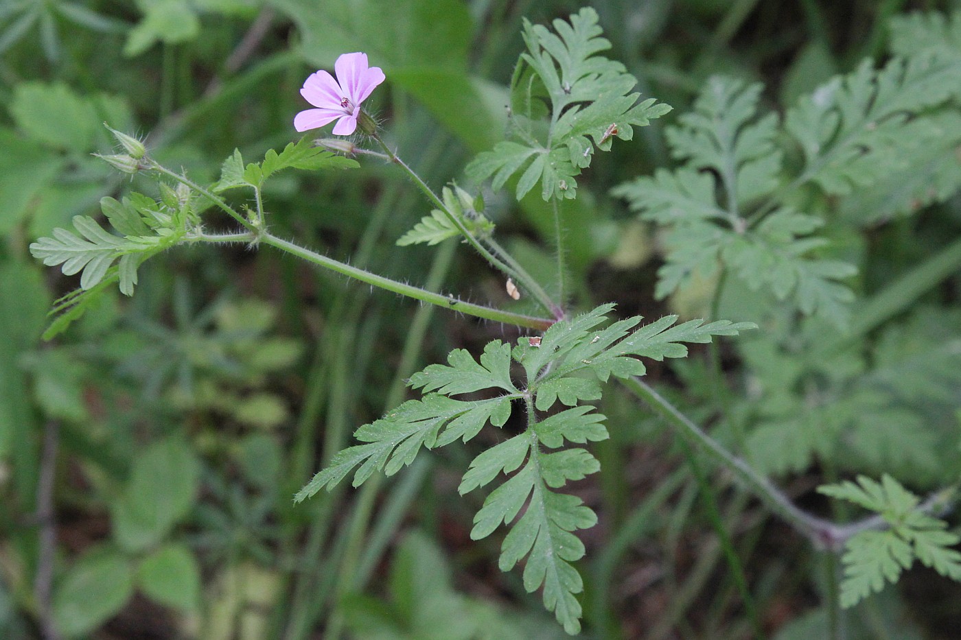 Image of Geranium robertianum specimen.