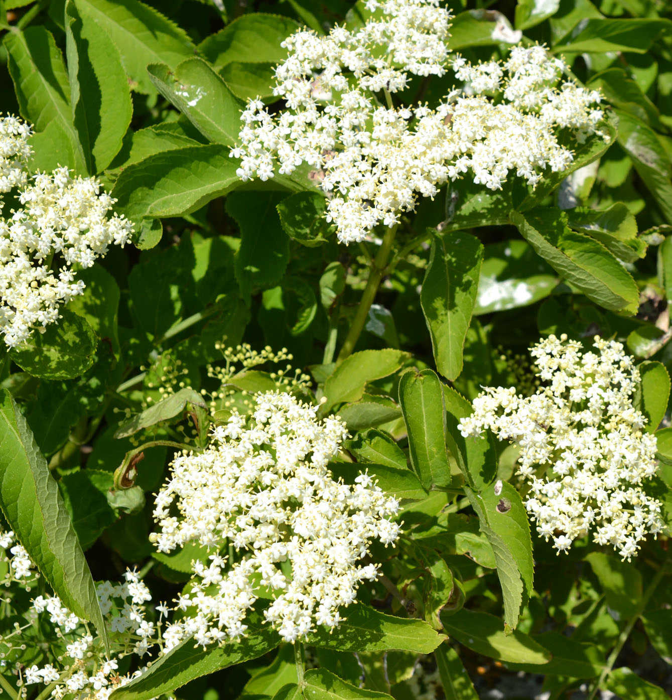 Изображение особи Sambucus nigra.