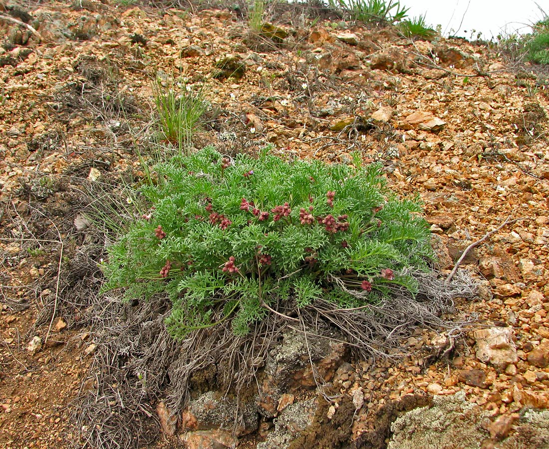 Изображение особи Erodium beketowii.