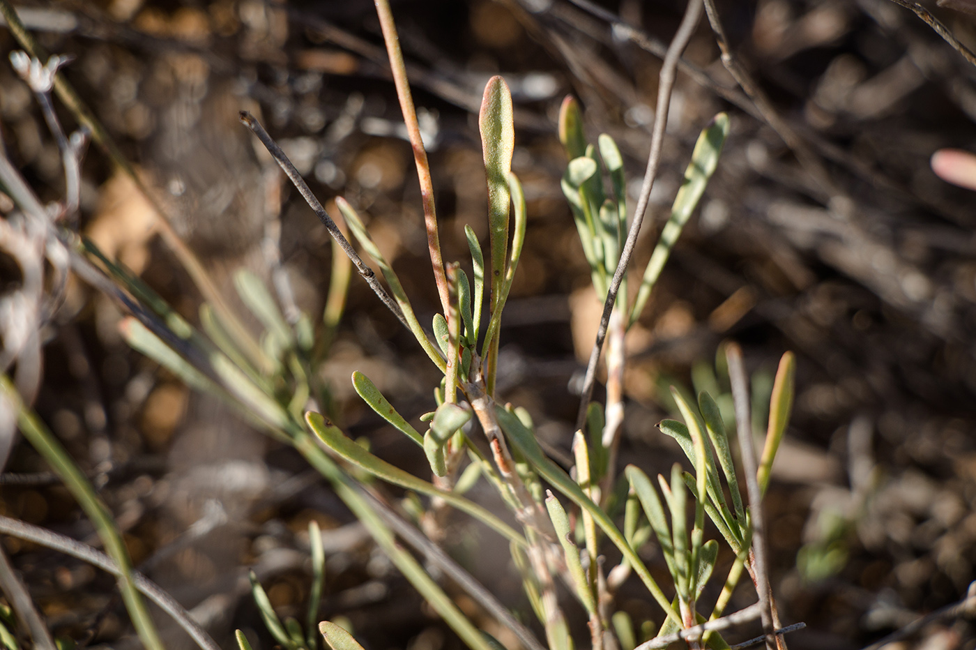 Image of Limonium suffruticosum specimen.