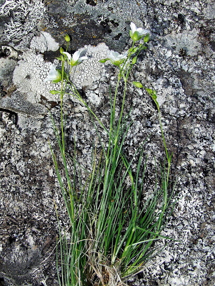 Image of Eremogone capillaris specimen.