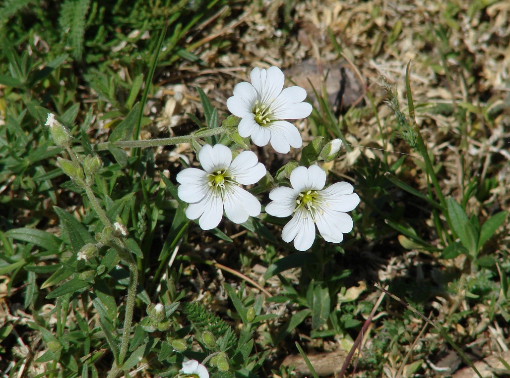 Image of Cerastium arvense specimen.