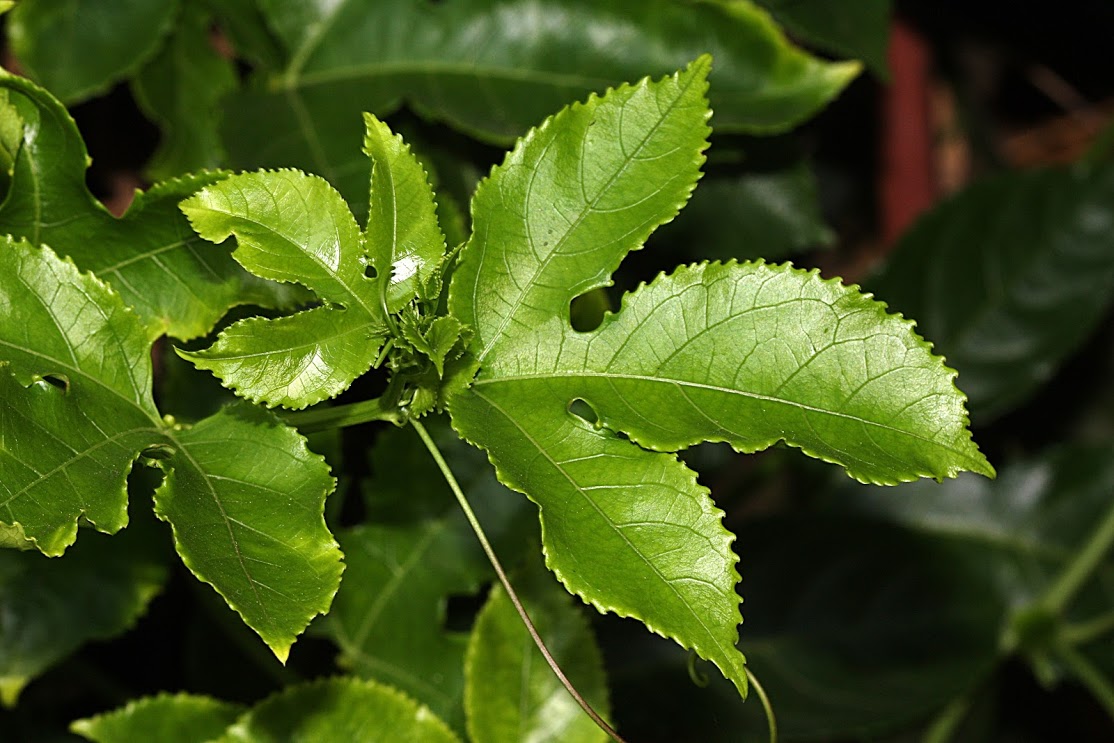 Image of Passiflora edulis specimen.