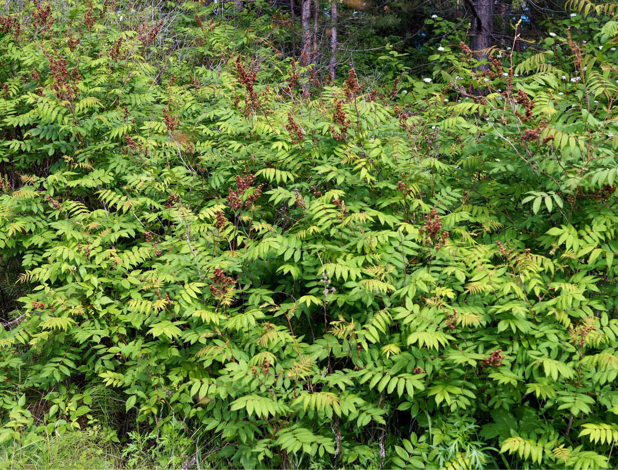 Image of Sorbaria sorbifolia specimen.