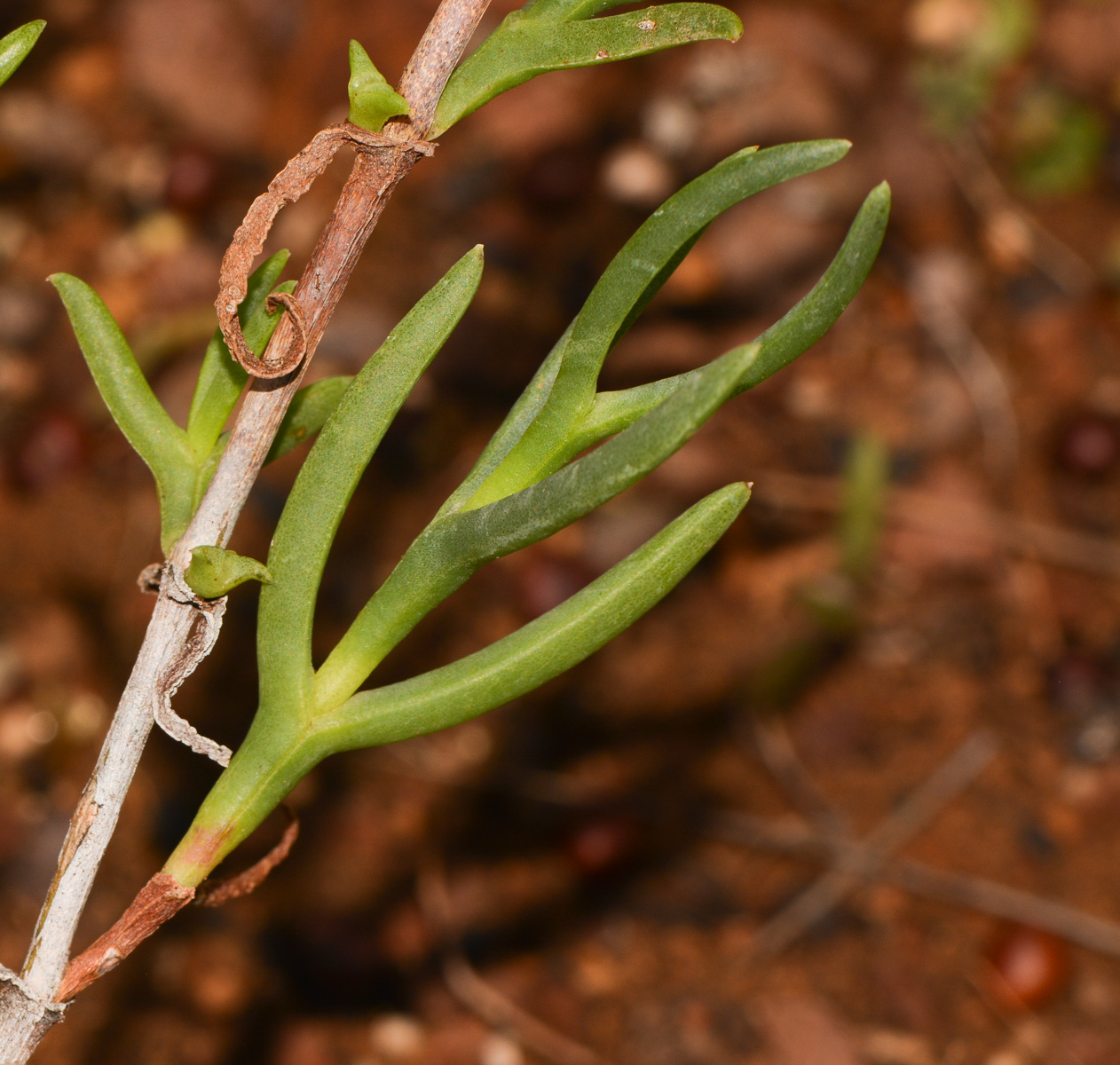 Image of Delosperma luteum specimen.