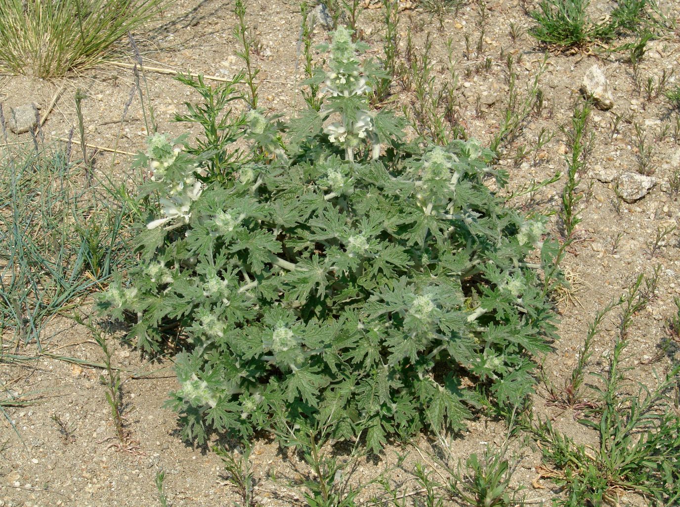 Image of Panzerina lanata specimen.