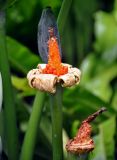 Alocasia macrorrhizos. Вскрывшееся соплодие (остались только самые нижние плоды). Малайзия, Куала-Лумпур, в культуре. 13.05.2017.