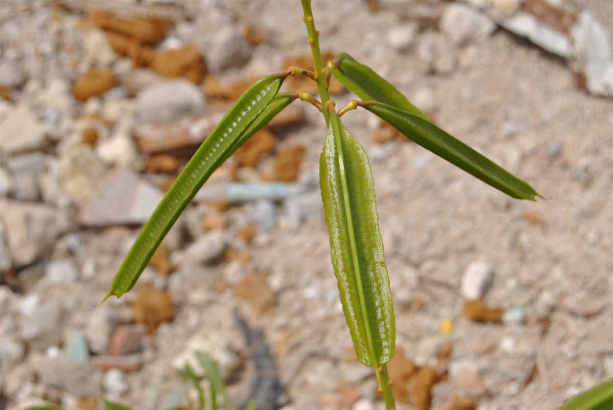 Image of Senna alata specimen.