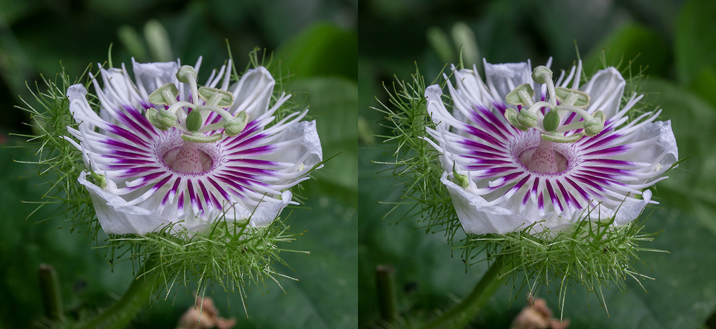 Image of Passiflora foetida specimen.