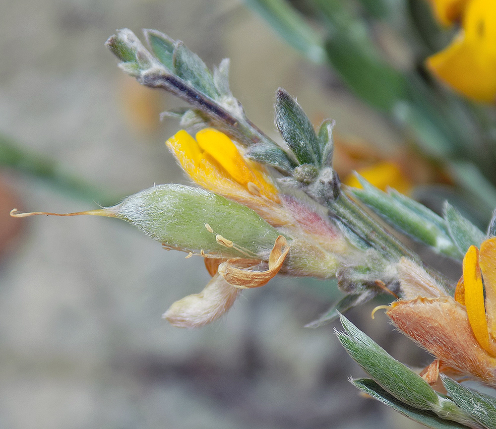 Image of Genista scythica specimen.