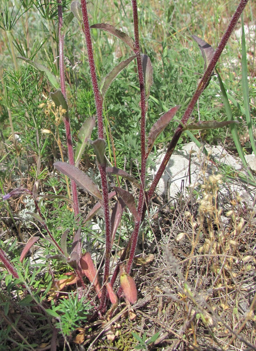 Image of Campanula sibirica specimen.