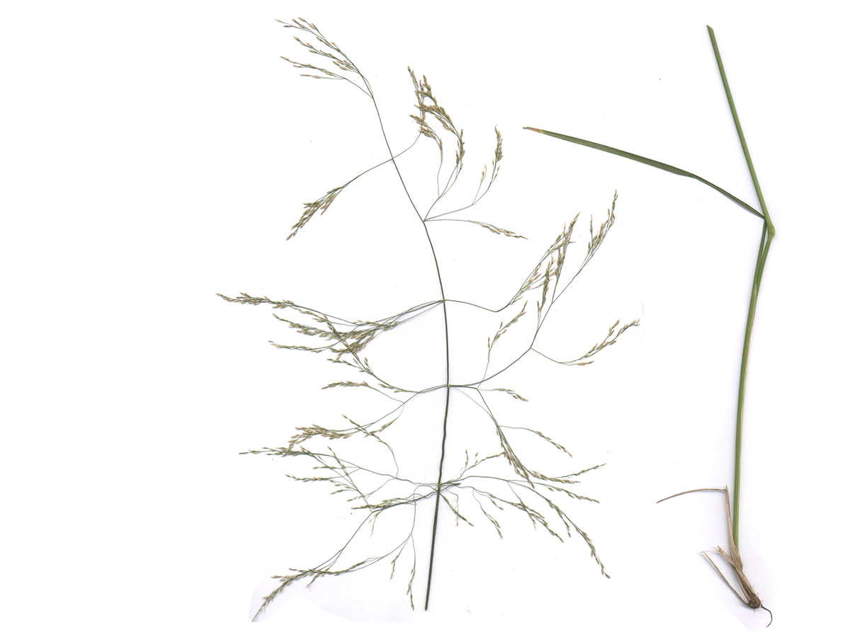 Image of Deschampsia cespitosa specimen.