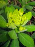 Euphorbia pilosa. Верхушка побега с соцветием в начале цветения. Окр. Томска, в зарослях кустарников по долине ручья. 31.05.2010.