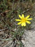 Tragopogon heterospermus